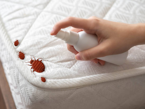 Reliable Shannon, MS Pest Control Solutions